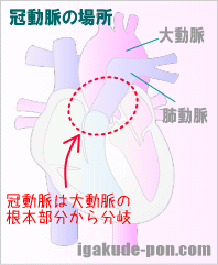 冠動脈の場所(イラスト図)