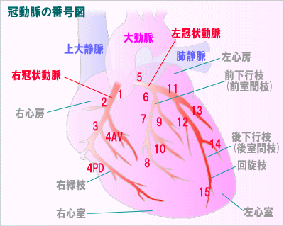 冠動脈の番号図(イラスト図)