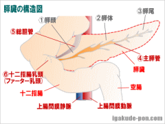 膵臓の構造図(縮小画像)