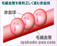 毛細血管と赤血球(イラスト図)