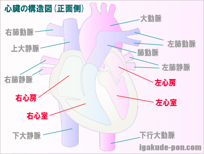 心臓の構造図(イラスト図)