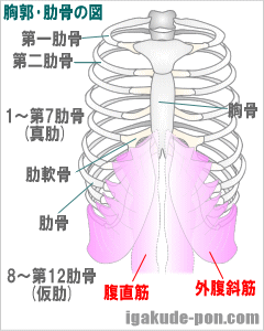 胸郭･肋骨の構造(イラスト図)