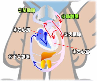 体循環･肺循環の図(イラスト図)