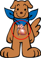 心臓の位置の図