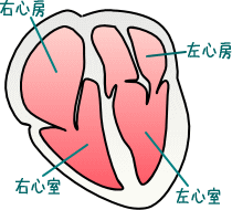 右心室・右心房・左心室・左心房の図